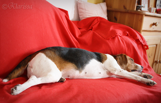 Sofa-Beagle CARRY