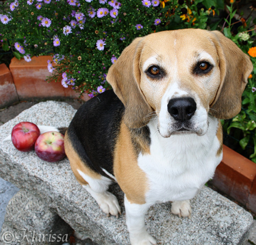 Beagle-Lissa