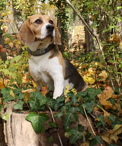 LISSA im Herbstwald, 2010