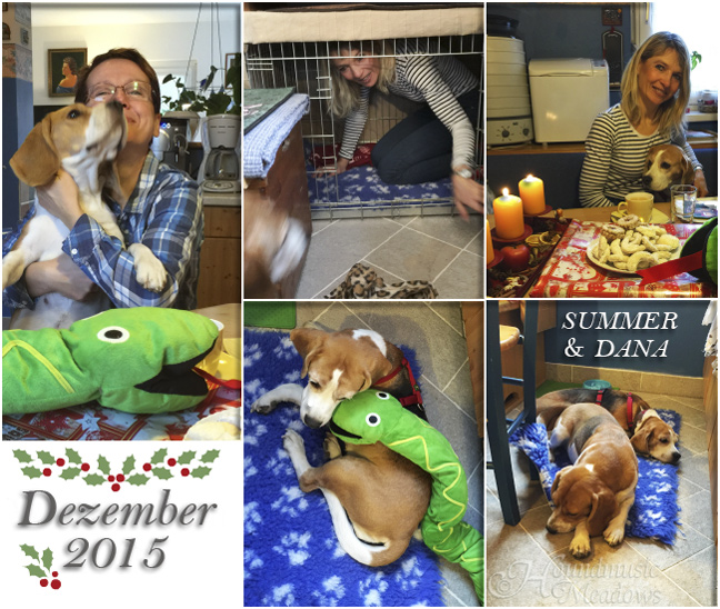 Weihnachtsfeier mit Beagle Summer & Frauchen