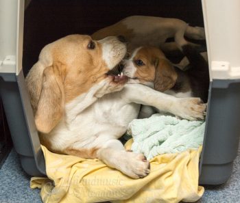 Marcie und "ihre" Ziva